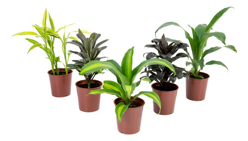 Dracena Variado Pote 12cm Surtido