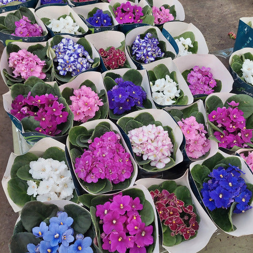 Violetas Africanas Flor Simple Pote 11cm × 3 Unidades