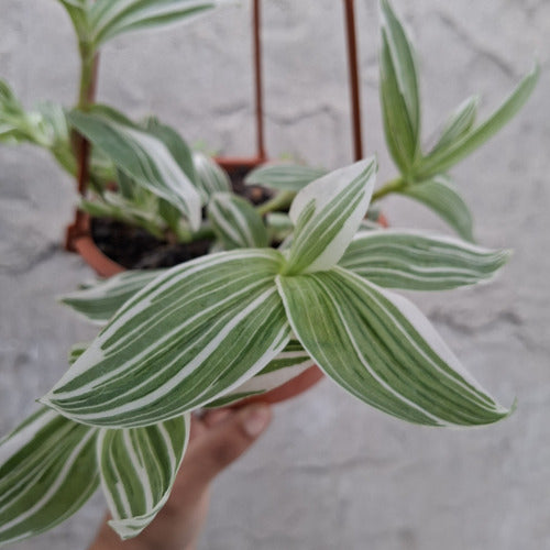 Tradescantia Fluminenses Variegata En Maceta Colgante