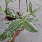 Tradescantia Fluminenses Variegata En Maceta Colgante