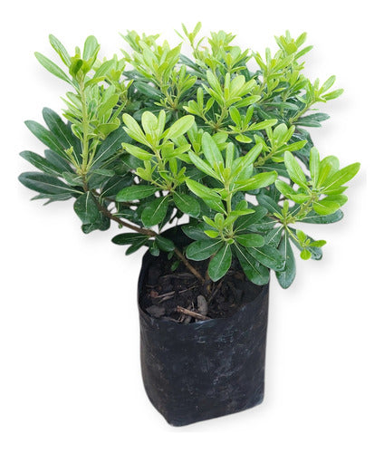 Pittosporum Tobira Nana Chico
