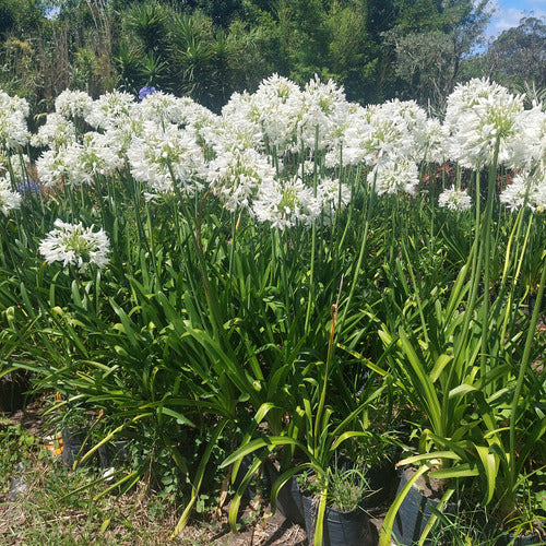 Agapanto Blanco Extragrande En Flor