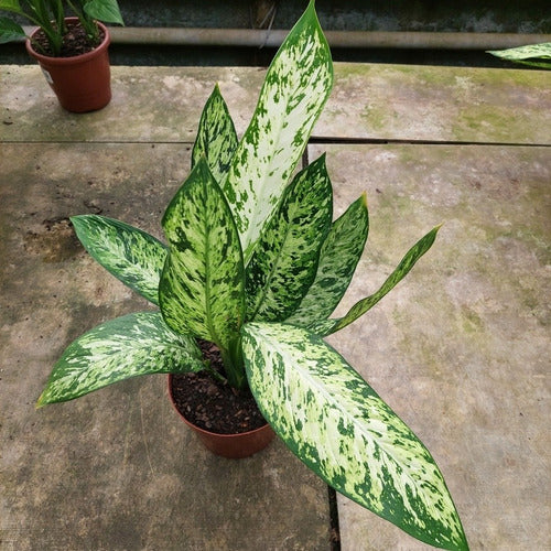 Dieffenbachia Vesuvius Pote 17cm