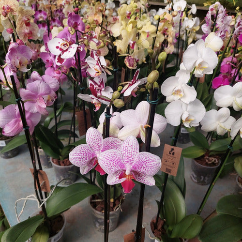 Orquídea Phalaenopsis Con 2 Varas Florales Pote 12cm
