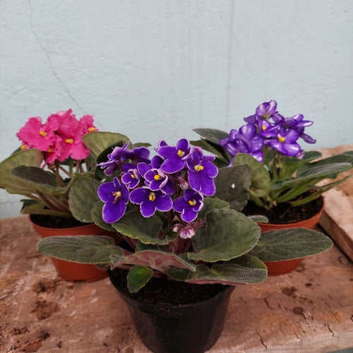 Violetas Africanas Flor Simple Pote 11cm × 3 Unidades