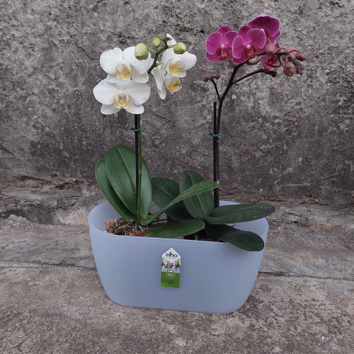 Orquídeas Phalaenopsis Mini + Maceta Brussel Orchid Duo Elho
