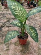 Dieffenbachia Tropic Snow Pote 24cm