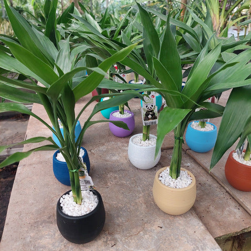 Dracena Lucky Bambú Surtido
