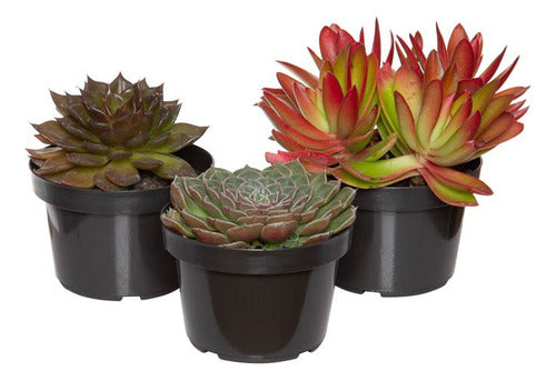Suculenta Pote 11cm × 3 Unidades