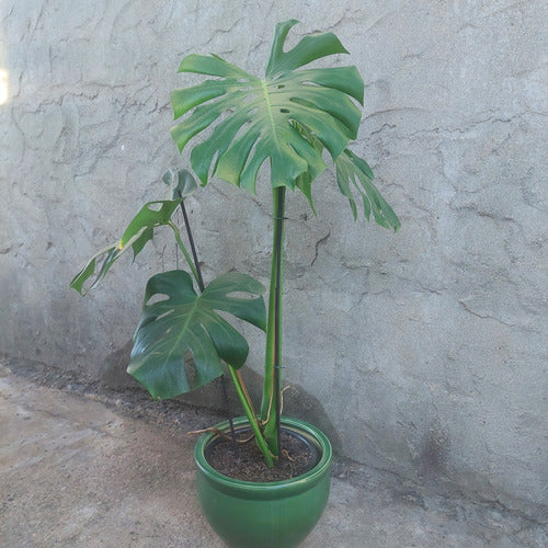 Macetero De Cerámica Interior Roma Tamaño Grande Verde