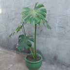 Macetero De Cerámica Interior Roma Tamaño Grande Verde