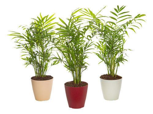 Palmera Chamaedorea Con Maceta Pote 11cm
