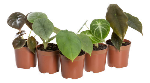 Alocasia Mini Especies Surtidas Pote 6cm Surtido