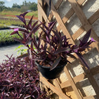 Tradescantia Pallida En Maceta Colgante