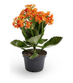 Kalanchoe Flor Simple Pote 11cm