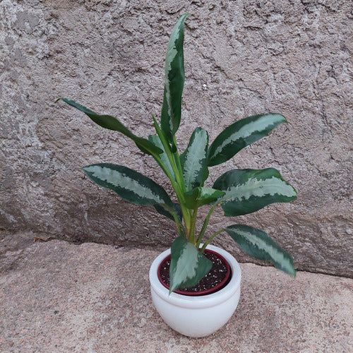 Macetero De Cerámica Interior Roma Tamaño Grande Blanco