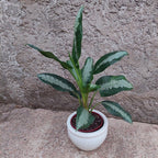 Macetero De Cerámica Interior Roma Tamaño Grande Blanco