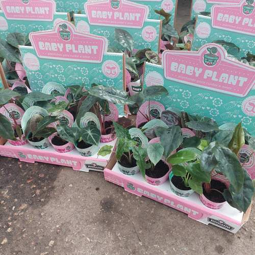 Alocasia Mini Especies Surtidas Pote 6cm Surtido