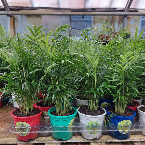 Palmera Chamaedorea Elegans Pote 11cm