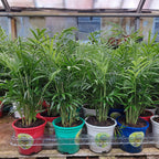 Palmera Chamaedorea Elegans Pote 11cm