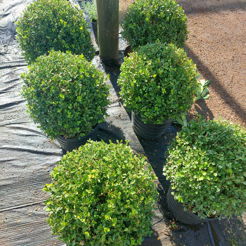 Boj Topiario Tamaño Extra Grande