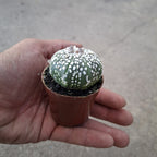 Cactus Astrophytum Pote 6cm