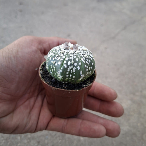 Cactus Astrophytum Pote 6cm