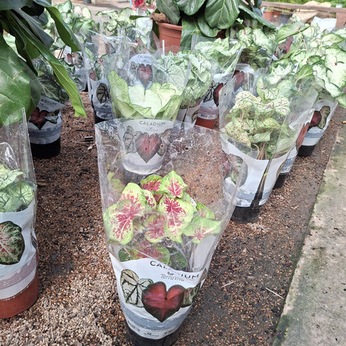 Caladium Surtido Pote 17cm