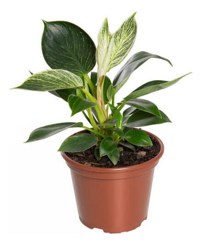 Filodendro Birkin Pote 12cm