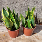Sansevieria Espada De San Jorge Pote 20cm