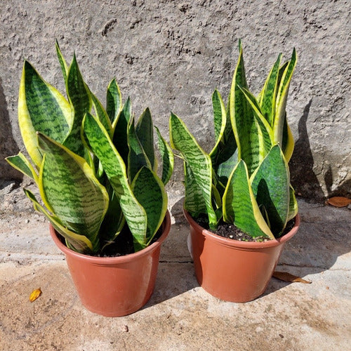 Sansevieria Espada De San Jorge Pote 20cm