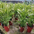 Dracena Sanderiana Pote 17cm