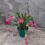 Flor De Mayo Pote 15cm Surtido