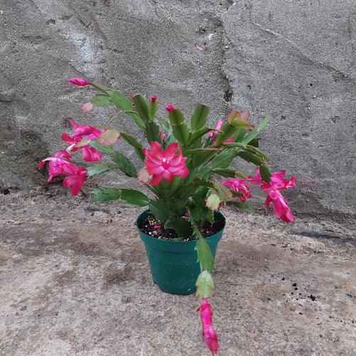 Flor De Mayo Pote 15cm Surtido