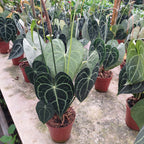 Anturio Clarinervium Pote 12cm