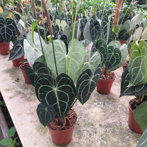 Anturio Clarinervium Pote 12cm