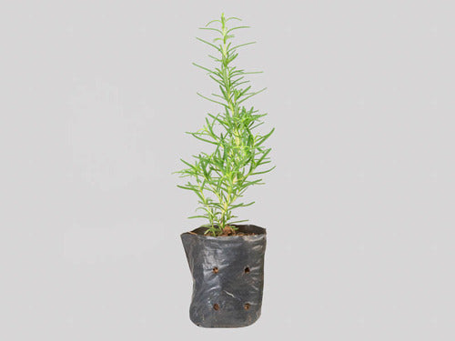 Planta De Romero Chica