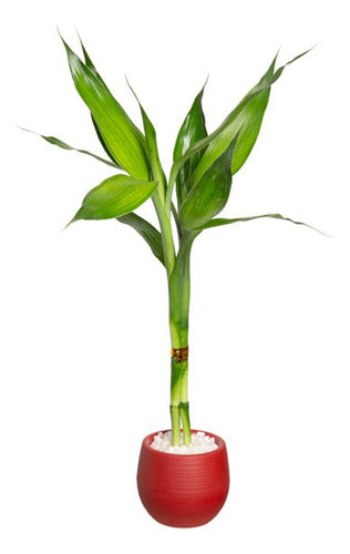 Dracena Lucky Bambú Surtido