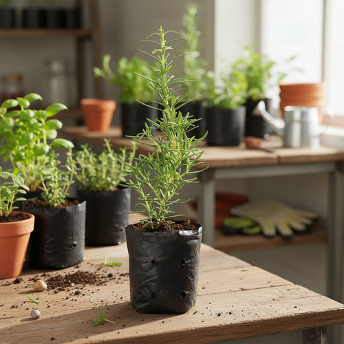 Planta De Romero Chica