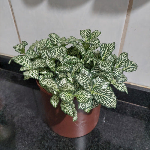 Macetero De Aluminio Vasart 12 × 12cm Marrón Aluminio