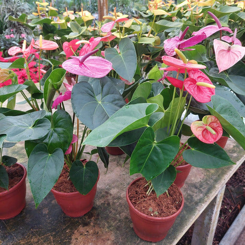 Anturio Surtido Pote 15cm