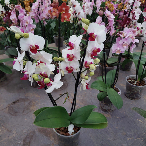 Orquídea Phalaenopsis Mini P12 Surtido