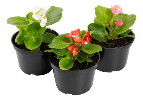 Flor De Azúcar Planta Floral