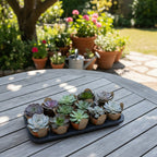 Suculenta P11 X12 Unidades Surtidas Surtido