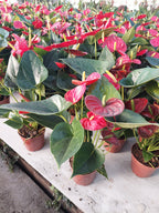 Anturio Rojo Pote 9cm