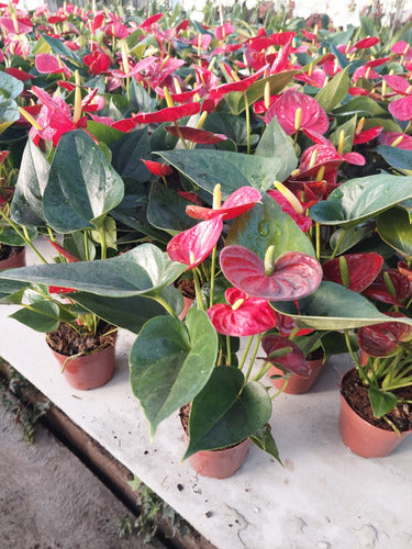 Anturio Rojo Pote 9cm