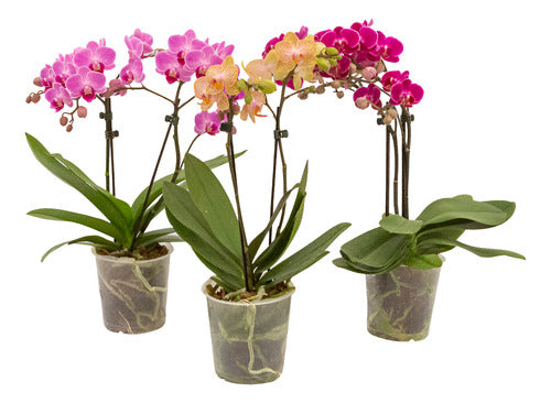 Orquídea Phalaenopsis Mini P12 Surtido