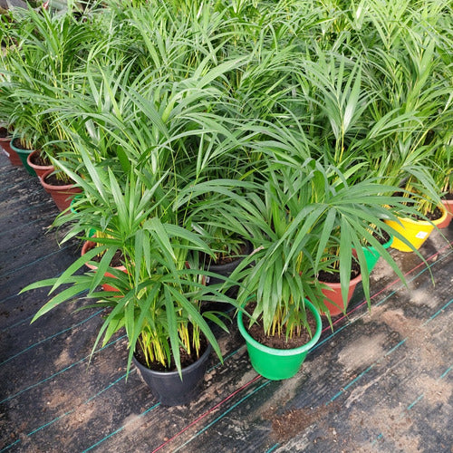 Palmera Areca Pote 24cm