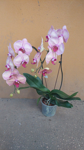 Orquídea Phalaenopsis Cascada Con 2 Varas Florales Pote 15cm