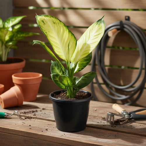 Dieffenbachia Tropic Mariana Pote 24cm